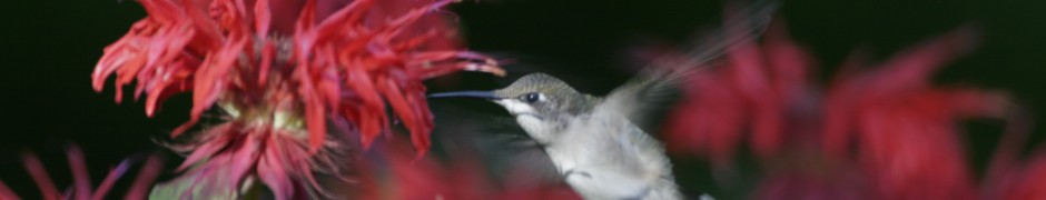 A Hummingbird in flight