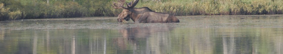 Bull Moose at Helldiver Pond