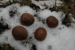 Chinese Chestnuts