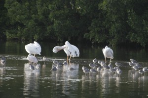White pelicans, a spoonbill and several willets