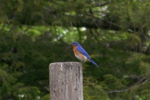 Adirondack Bluebird