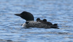 Loon with Chicks. Photo by Ellie George