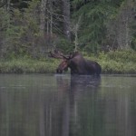 Moose at Helldiver Pond