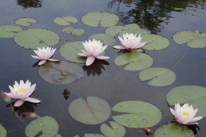 Five pink water lillies