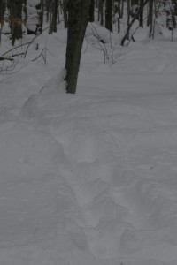 A bear tracks his way through 18 inches of snow