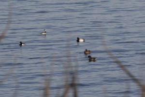 Lesser Scaup and Horned Grebe