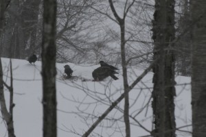 A golden eagle and ravens on the pond
