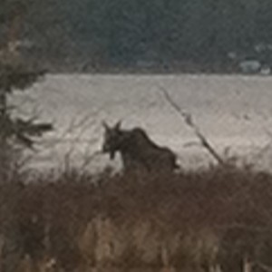 Moose photographed at Third Lake by Ryan Thompson