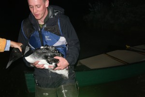 Tim Watson, DEC wildlife technician making a loon release