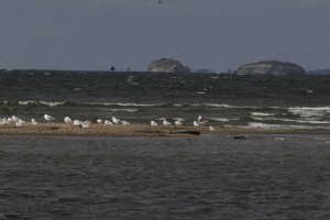 Gulls on sand bar with two of four Brothers Islands in the background