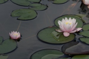 Pink Waterlily was picked as NCPR’s Photo of the Day