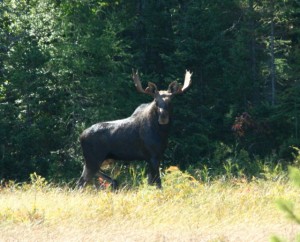 IMG_8405_bull_moose_at_edge_of_woods