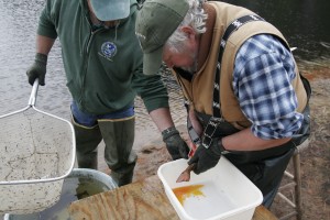 John Gray and Pat Emerson taking eggs from Brook Trout