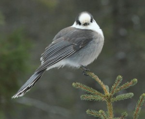 Gray jay waiting for more food