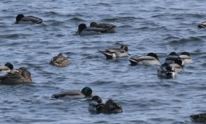 Pintails photographed  by Ellie George