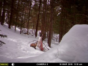Pine Marten smiles for the trail cam.