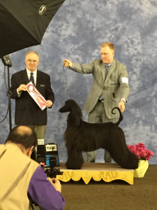 Roughie with Judge L. Terrione (left) and her handler, Evan Threlfal, receiving her ribbon at the Monticello NY Kennel Club Show. 
