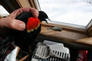 Red-winged Blackbird, just banded