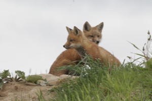 Two young foxes