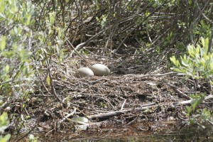 Loon nest with eggs