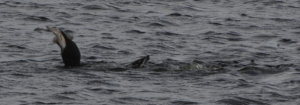 A loon wrestles a fish