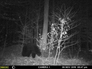 Bears still out on my dam