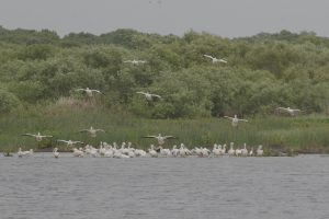 White Pelicans coming in  for a landing